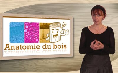 Succès pour « Anatomie du Bois » le MOOC de l’Enstib pour Agreenium