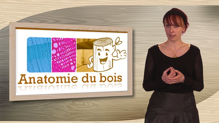 anatomie-du-bois-mooc-par-marie-christine-trouy