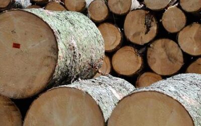 Une formation sur mesure sur les défauts des bois après sciage pour les cadres de l’ONF