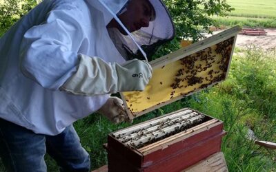 Bientôt la première récolte pour ENSTI’BEES