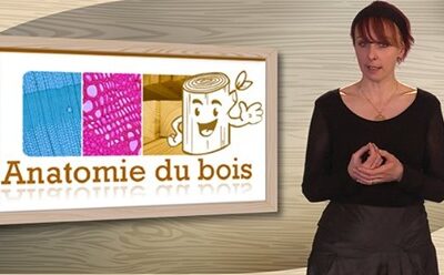 Les inscriptions sont ouvertes pour la nouvelle session du MOOC « Anatomie du Bois » en janvier 2020