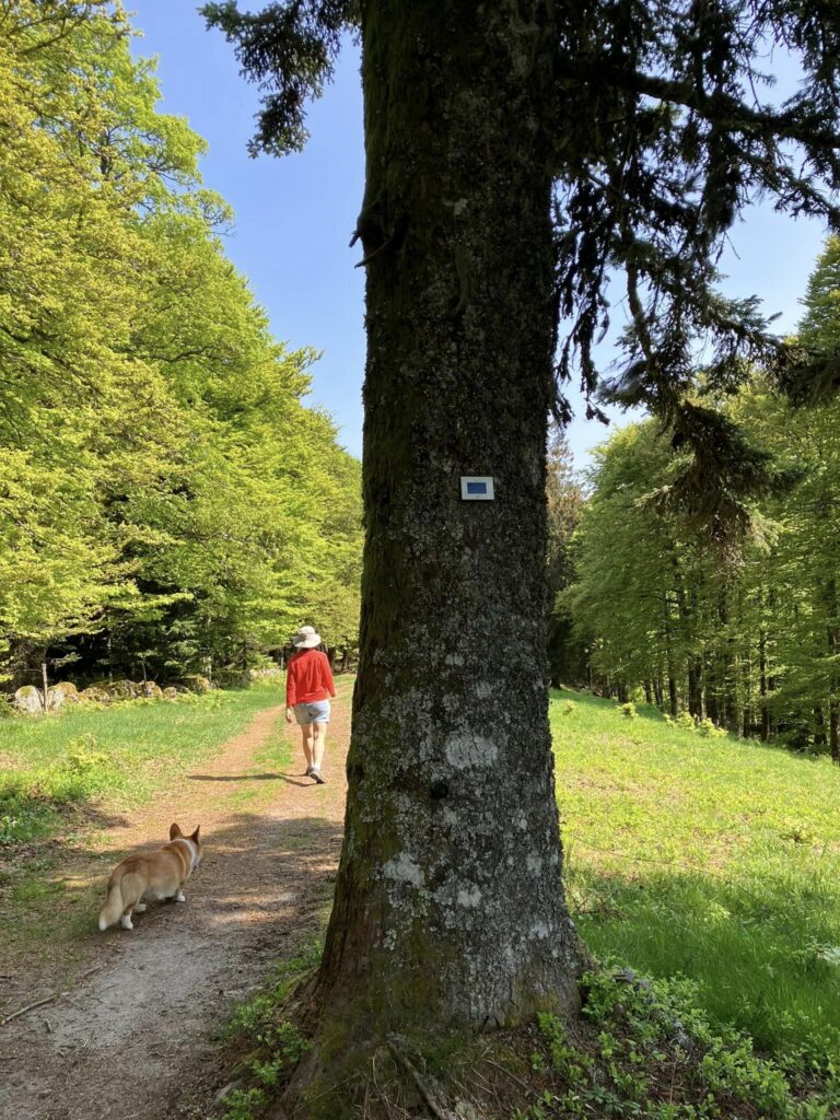 Promenade en forêt