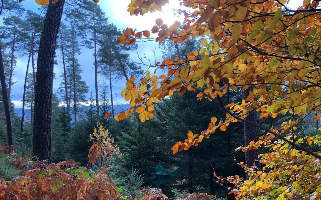 A qui appartient la forêt en France ?